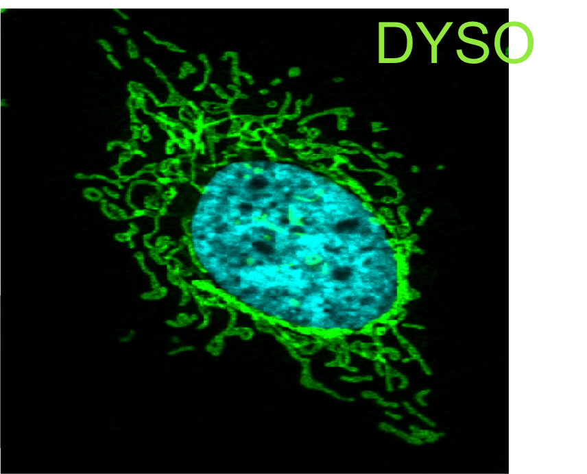 Logo DYSO