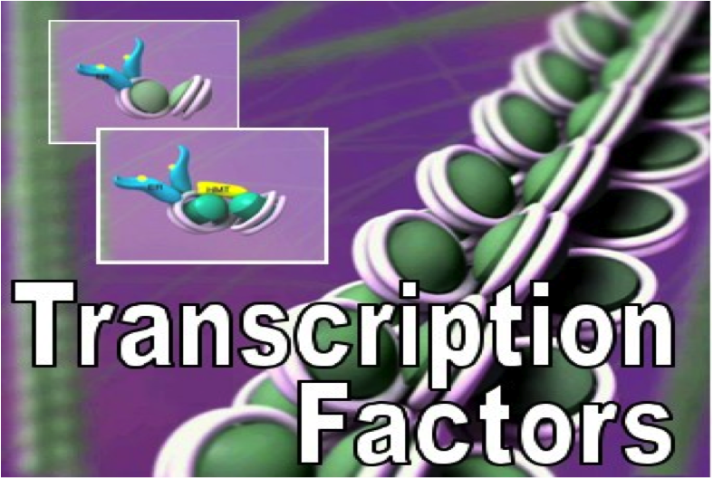 logo Transcription Factors