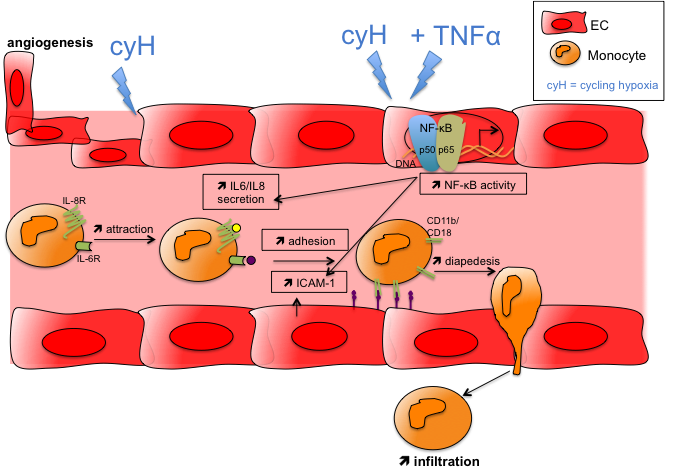 Effects of cycling hypoxia