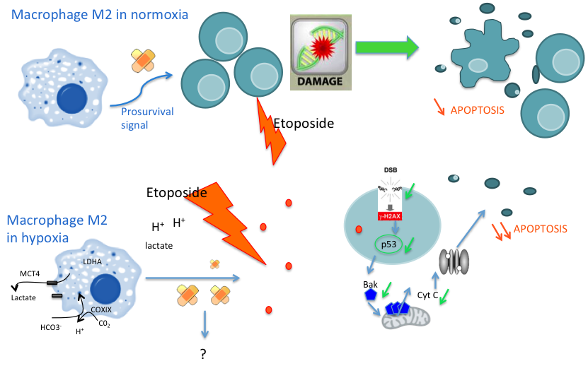 Role of macrophages