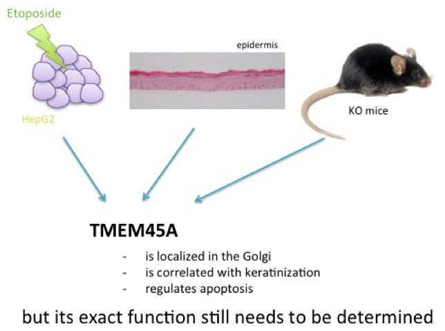 Role of TMEM45A
